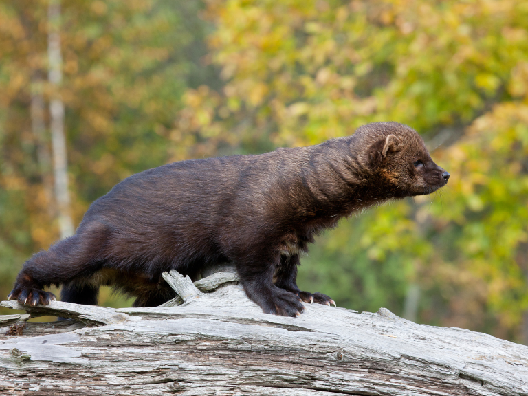 Fisher-Weasel-plays-a-fundamental-role-in-nature-by-controlling-pests