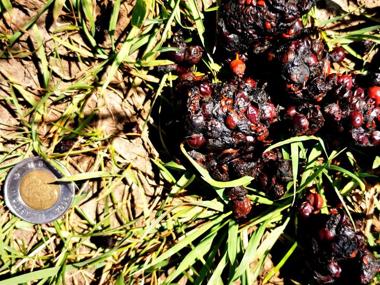 Black bear feces found in Nose Hill Park, Calgary