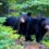 El Oso Negro Americano