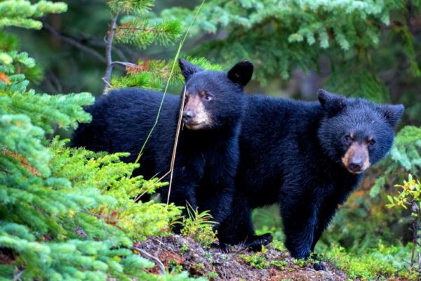 El Oso Negro Americano