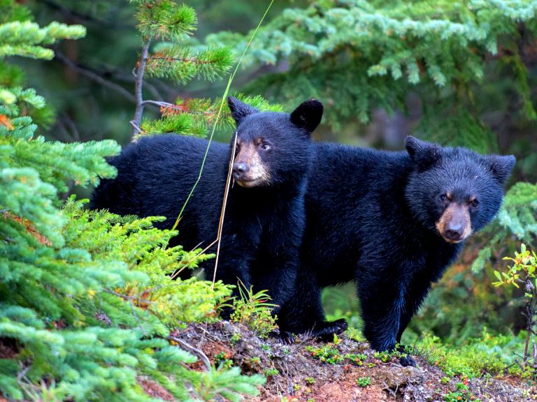 El Oso Negro Americano