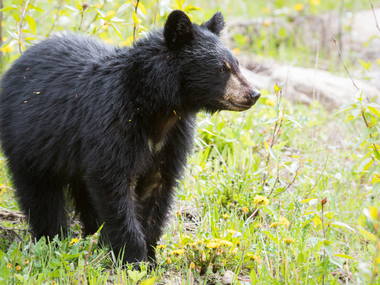 black-bear-habitats-have-become-more-fragmented