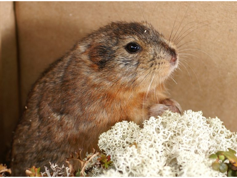A-Richardson’s-Collared-Lemming-found-in-Churchill-Manitoba