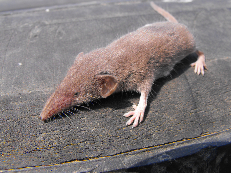 Long-Tailed-Shrew