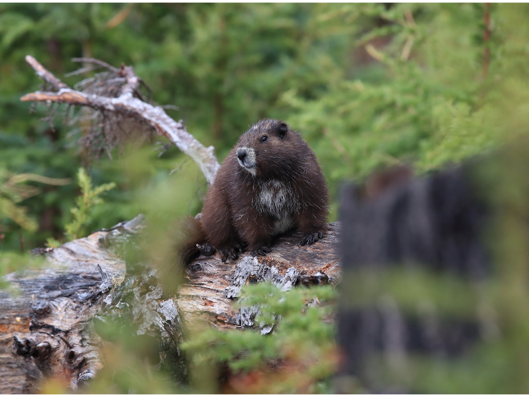 Vancouver-Island-Marmot