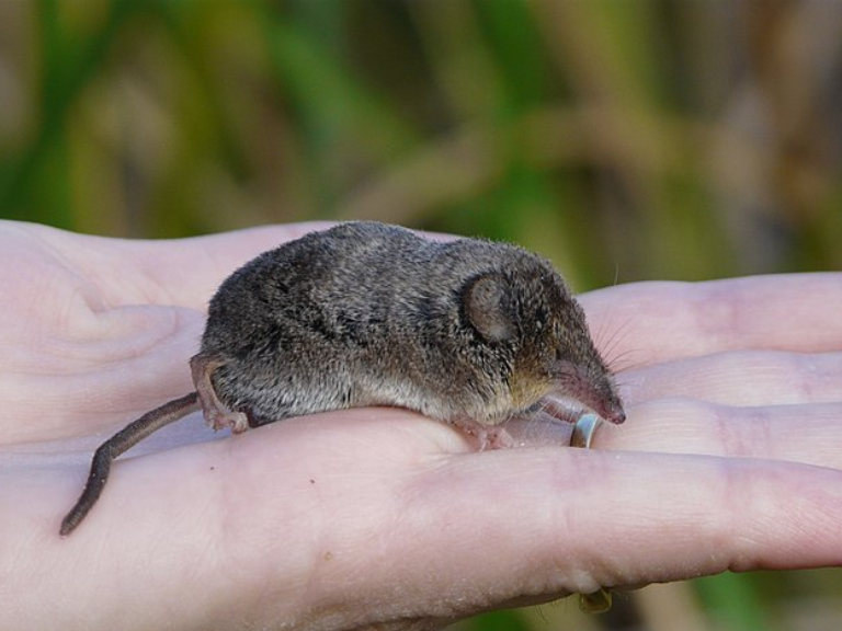 the-Elusive-Maritime-Shrew-of-Canada's-Atlantic-Provinces