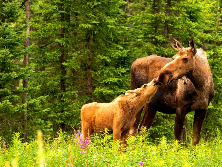 Moose and its adorable calf captured in a touching moment - Tuscany, Calgary