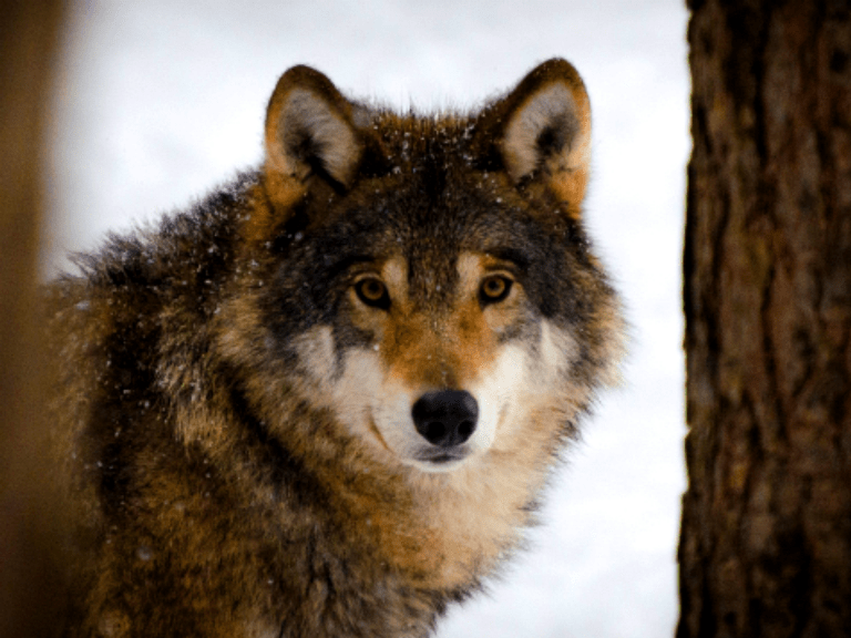A serene wolf (Canis lupus) looking peacefully at the camera, challenging the misconception The Wolf: Not a Villain