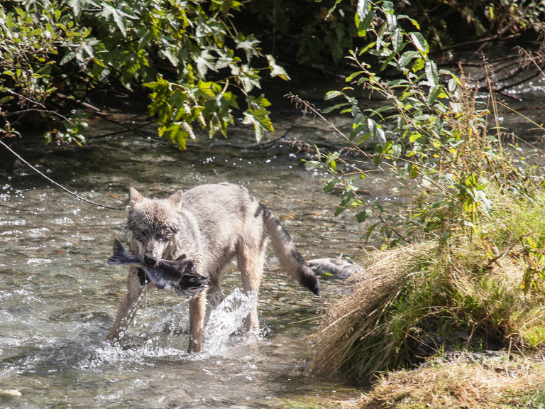 Wolves-are-aware-of-this-and-consume-only-the-head-of-the-salmon