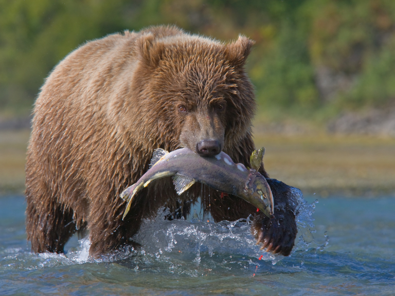 species-thrive-thanks-to-the-presence-of-salmon-in-these-lands