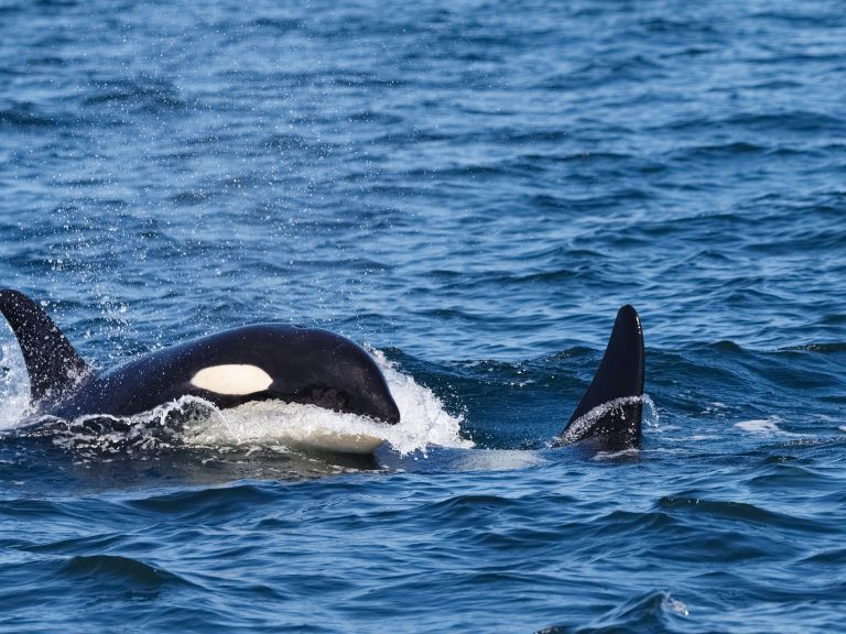 Choques de orcas con embarcaciones en el Estrecho de Gibraltar