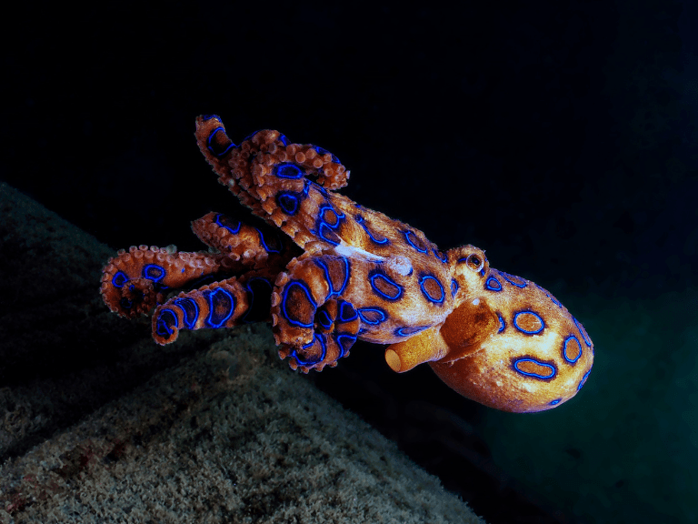 El-Pulpo-de-Anillos-Azules-animales-venenosos-mundo-capacidades-mortales