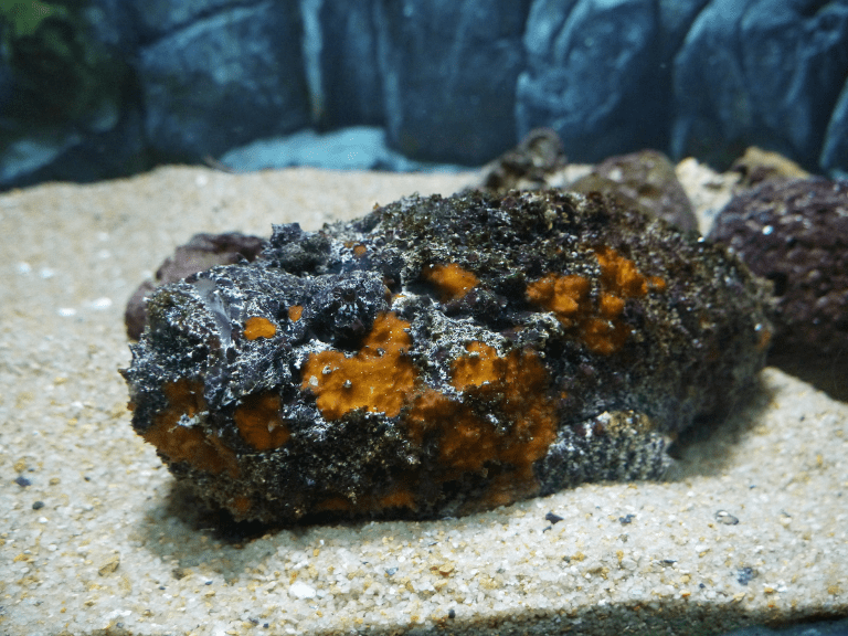 En el fondo del mar reposa el Pez Piedra, uno de los animales más venenosos del mundo