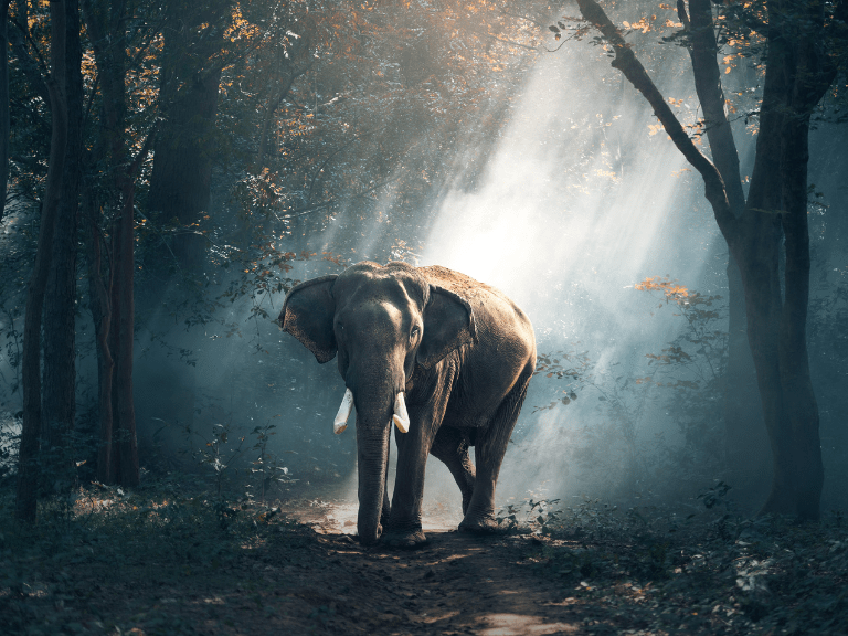 Elefante asiático en su entorno natural, clave para ecosistemas saludables