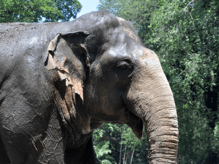 Elefante de Sumatra en su hábitat forestal, contribuyendo a la biodiversidad