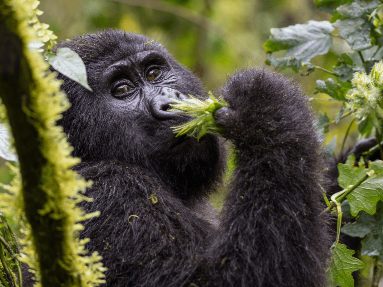 Gorila del Río Cross en su hábitat en la región fronteriza de Nigeria y Camerún