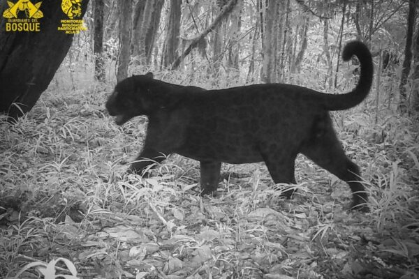 Jaguar melánico en la Cordillera de Talamanca en Costa Rica