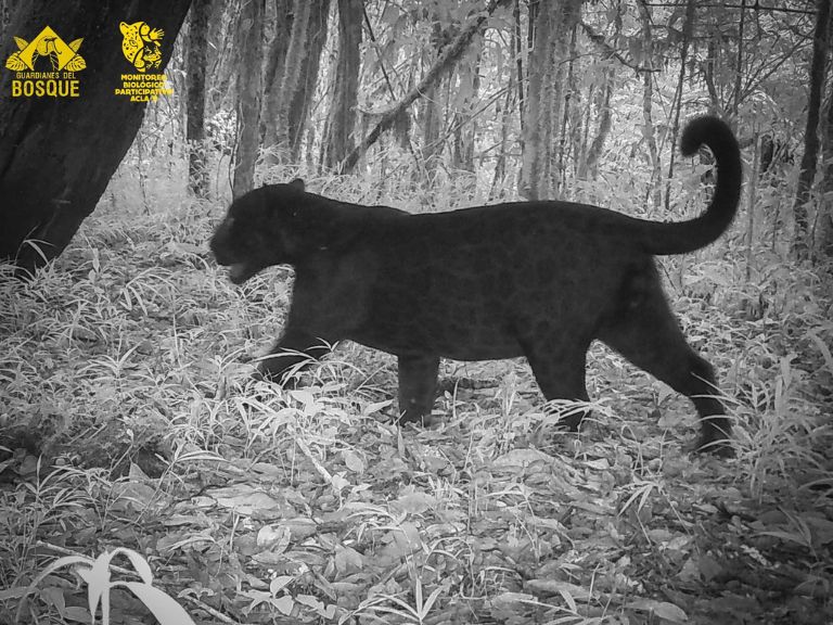 Jaguar melánico en la Cordillera de Talamanca en Costa Rica