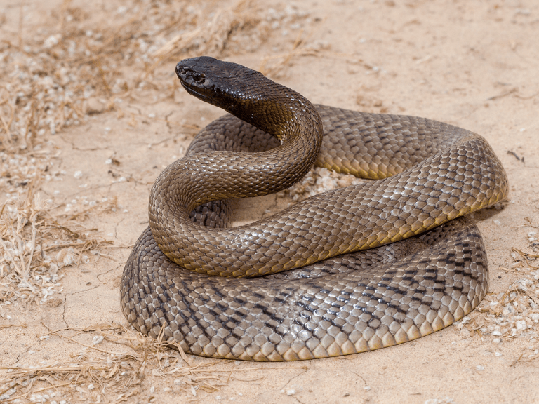 La Taipán de tierra adentro, uno de los reptiles más venenosos del mundo