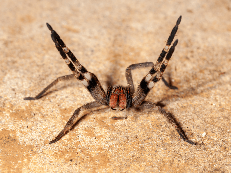 La Araña Errante Brasilera es uno de los animales más venenosos del mundo