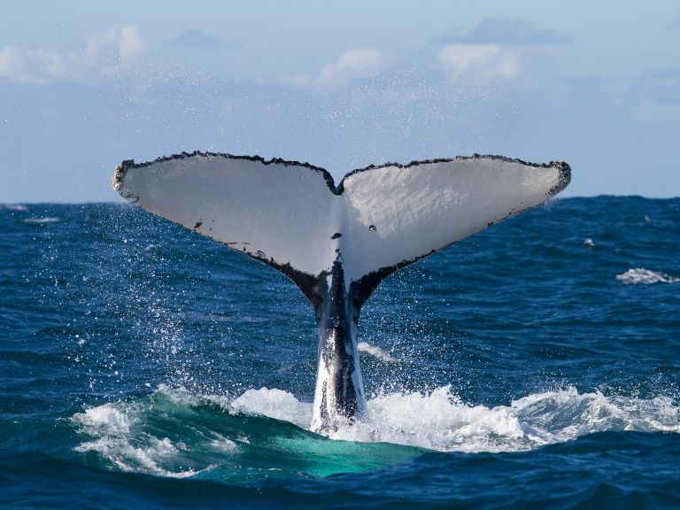 La educación como clave para la conservación de las orcas