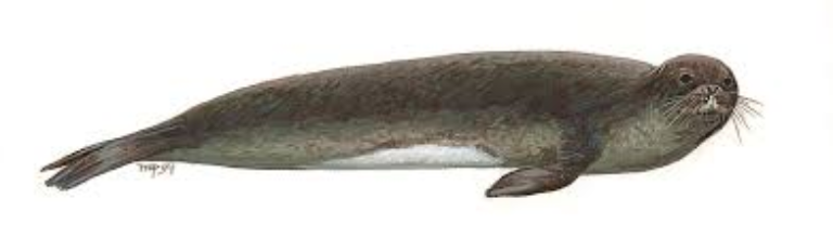 La-extinta-Foca-Monje-del-Caribe