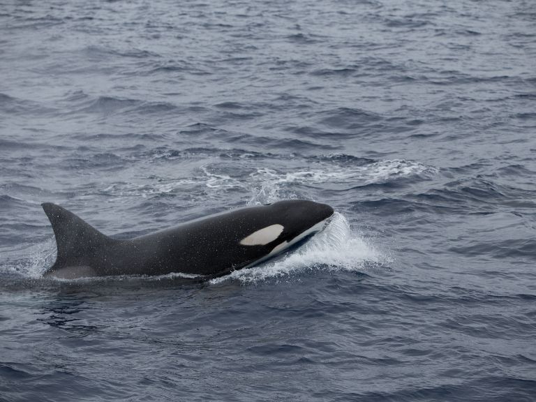 Las orcas interactúan con barcos, no los atacan según expertos.