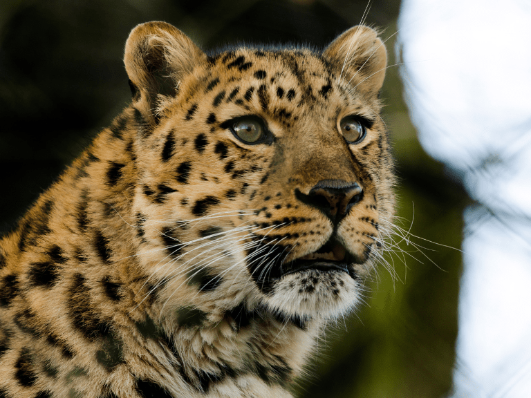 Leopardo de Amur majestuoso en su entorno natural en el Lejano Oriente ruso