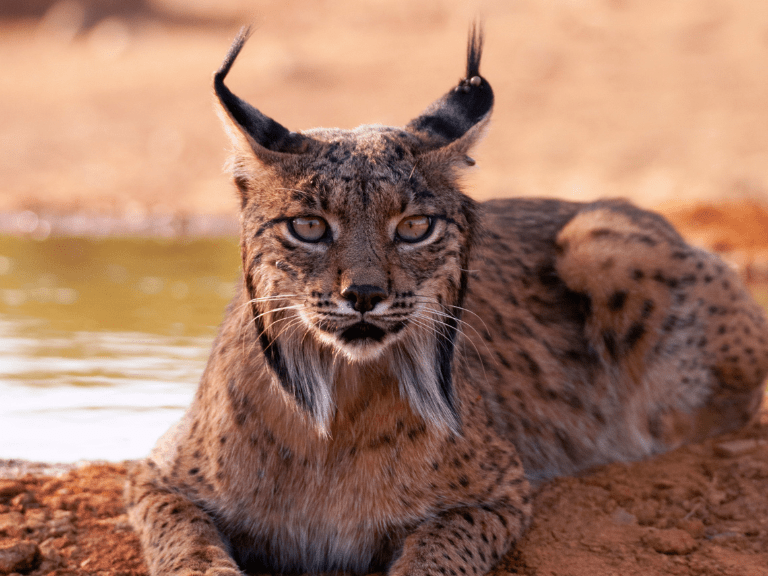 Lince ibérico en su hábitat natural en la Península Ibérica, especie en peligro