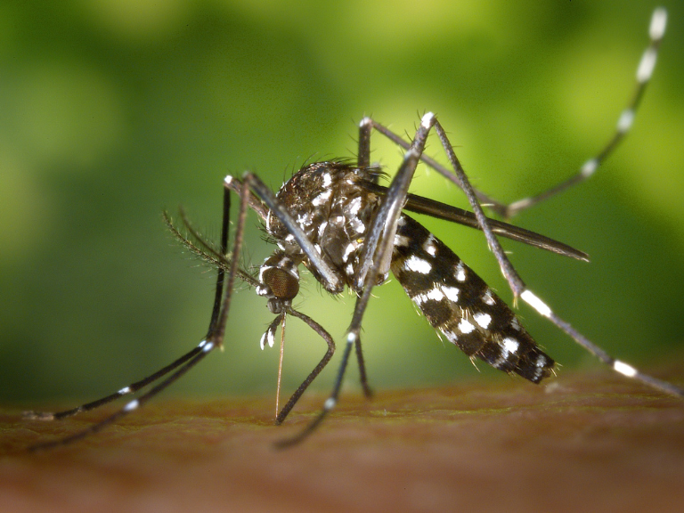 El animal que más muertes causa al año sin duda es el mosquito