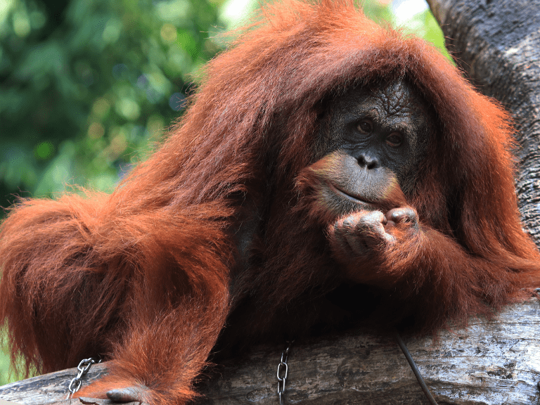 Orangután de Sumatra en su hábitat natural en la isla de Sumatra