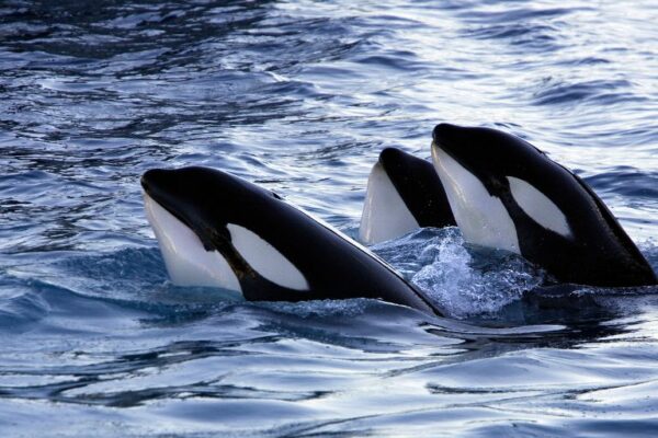 Orcas en el Estrecho de Gibraltar