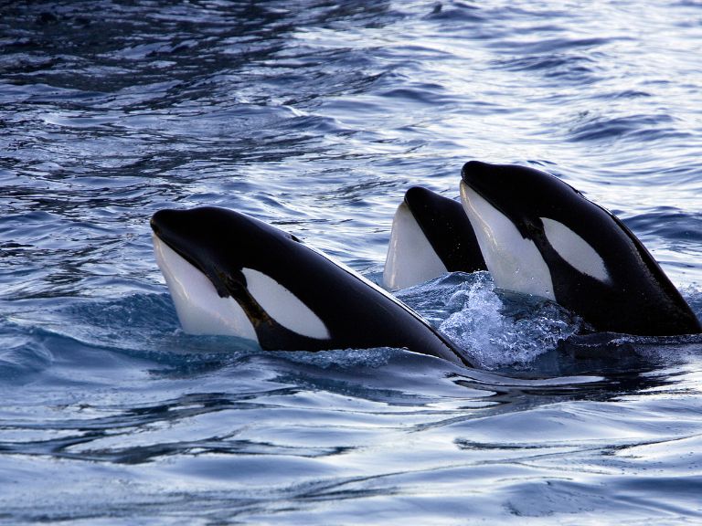 Orcas en el Estrecho de Gibraltar