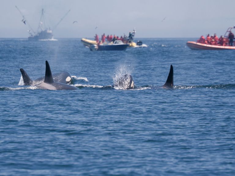 Orcas que Chocan con barcos en el Estrecho de Gibraltar