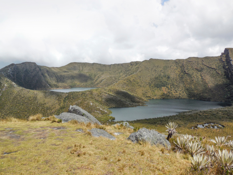 Parque-nacional-natural-chingaza-oso-andino