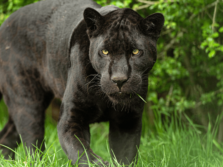 Jaguar negro con ojos penetrantes en su entorno selvático