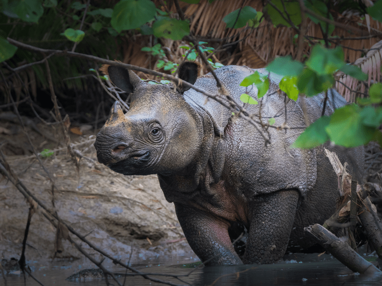 Rinoceronte de Java en su hábitat, una de las especies de mamíferos más raras