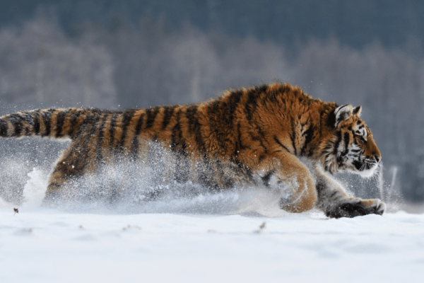 El Tigre de Amur o Siberiano, el mayor de todos los grandes felinos por su tamaño y su fuerza que son unas de sus principales características