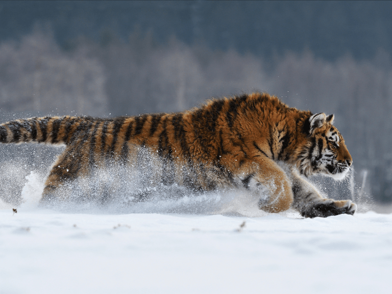 El Tigre de Amur o Siberiano, el mayor de todos los grandes felinos por su tamaño y su fuerza que son unas de sus principales características