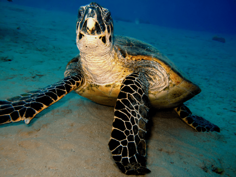 Tortuga Carey nadando en aguas tropicales, con su distintivo caparazón de dibujo