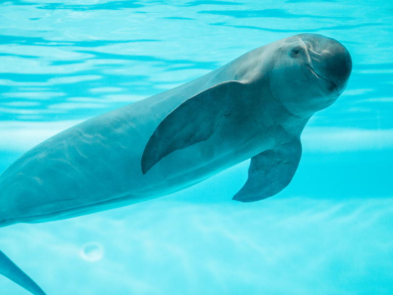 Vaquita Marina en el Golfo de California, el mamífero marino más amenazado