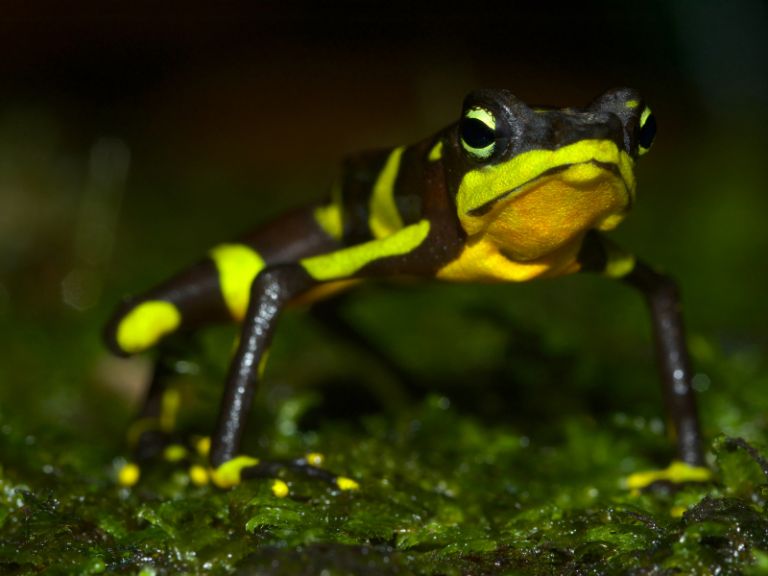 Anfibios, una relación estrecha con la humanidad