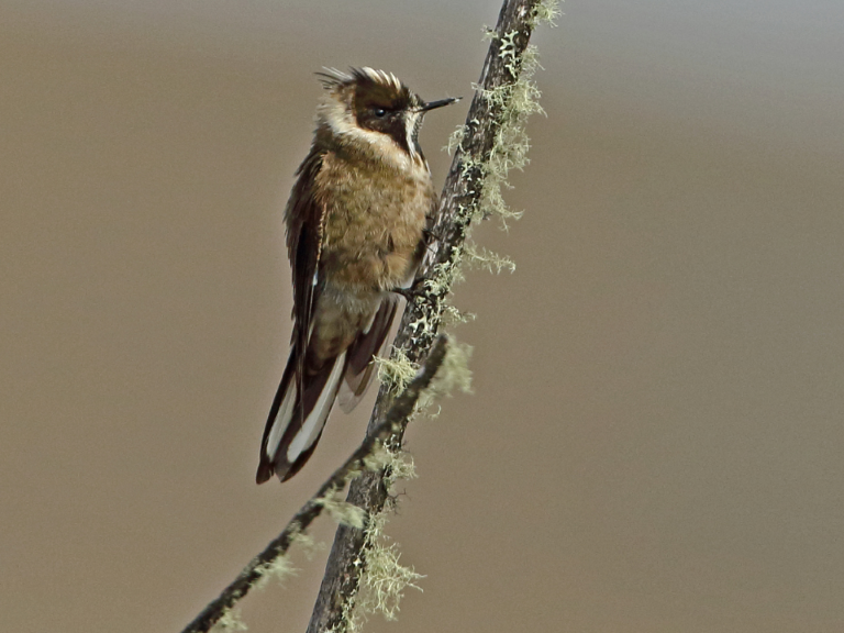 barbudito-de-paramo-chingaza