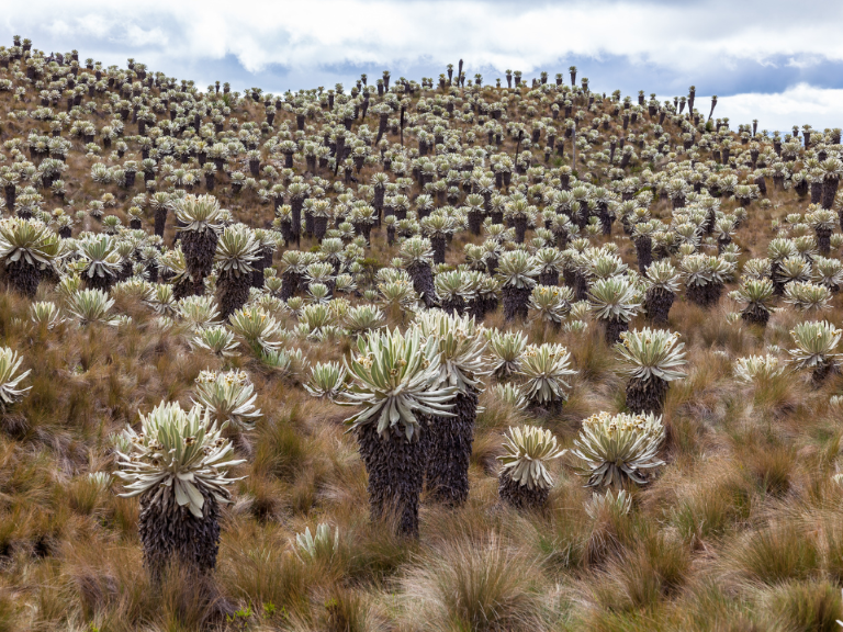 frailejones-en-parque-chingaza