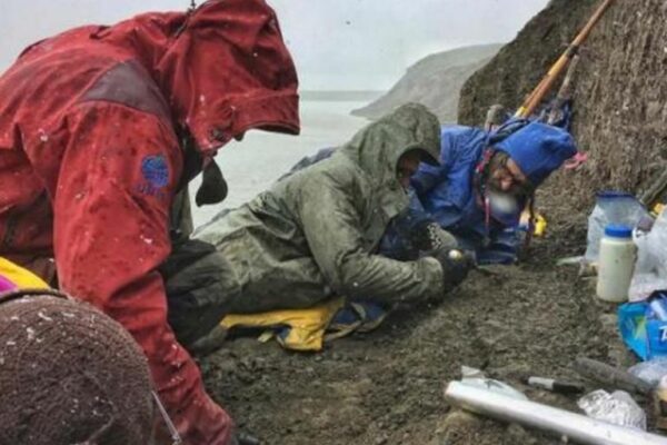 Un equipo de paleontólogos excava a lo largo de las orillas del río Colville en el norte de Alaska. (Crédito: Kevin mayo)