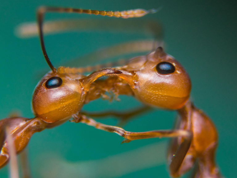 Detalle-de-la-hormiga-de-fuego-(Solenopsis-invicta)-explorando-su-entorno