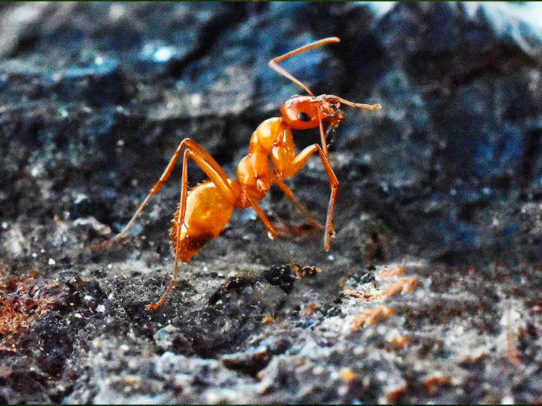 Hormiga-de-Fuego-(Solenopsis-invicta)-en-acción-en-su-hábitat-natural