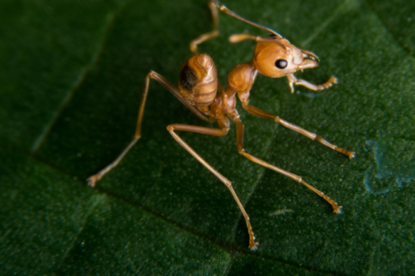 solenopsis-invicta-hormiga-de-fuego