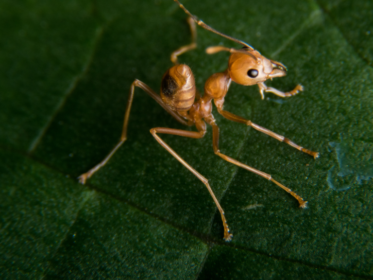 solenopsis-invicta-hormiga-de-fuego