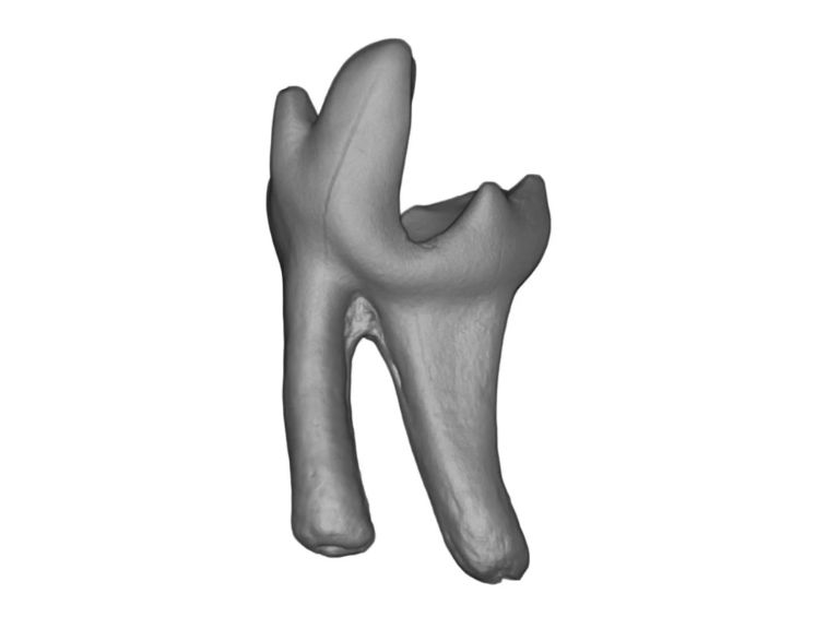 A microscope scan of a Sikuomys mikros tooth. (Credit: Adrian Gestos/MIMIC)